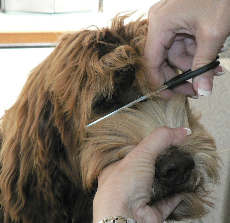 grooming pic